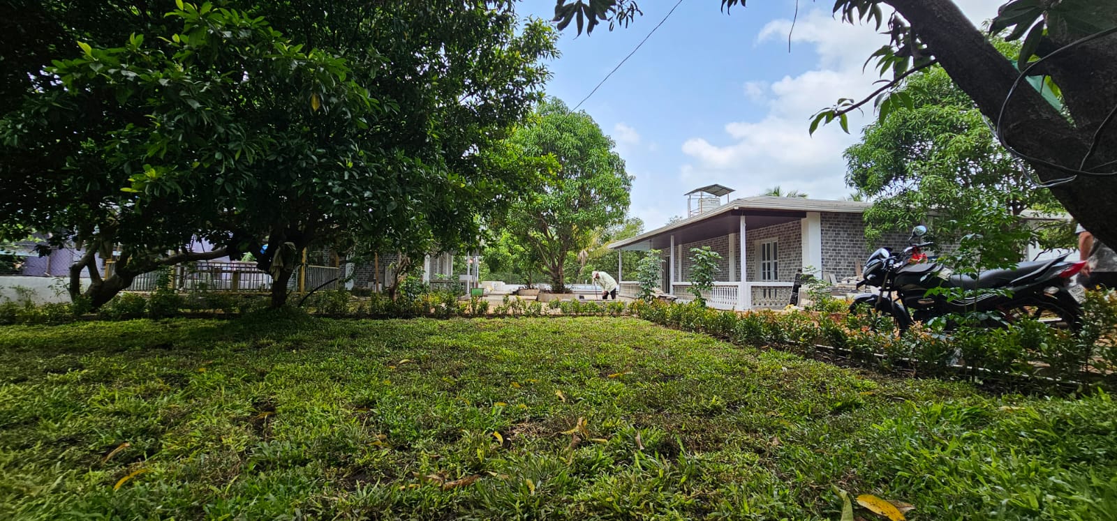 Open green lawn and mango garden